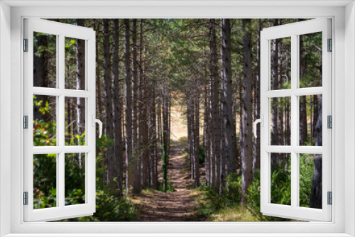 Fototapeta Naklejka Na Ścianę Okno 3D - path between the forest trees