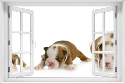 Fototapeta Naklejka Na Ścianę Okno 3D - puppy growth