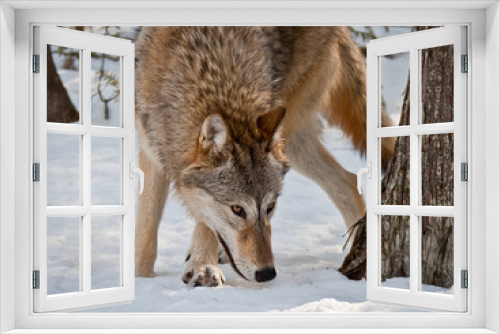 Fototapeta Naklejka Na Ścianę Okno 3D - Wolf