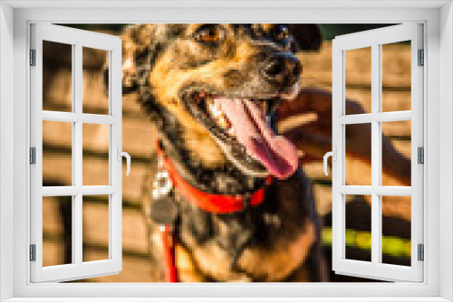 Fototapeta Naklejka Na Ścianę Okno 3D - Adopted puppy enjoy an incredible summer in the city of Spain sitting in the street chairs with beach, sun and lots of fun is allowed to take pictures like a star of the commercials for dogs.
