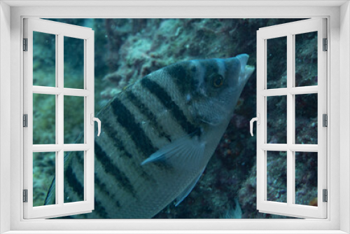 Fototapeta Naklejka Na Ścianę Okno 3D - Big fish in the blue sea