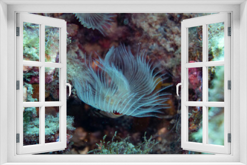 Fototapeta Naklejka Na Ścianę Okno 3D - A Nudibranch in the sea