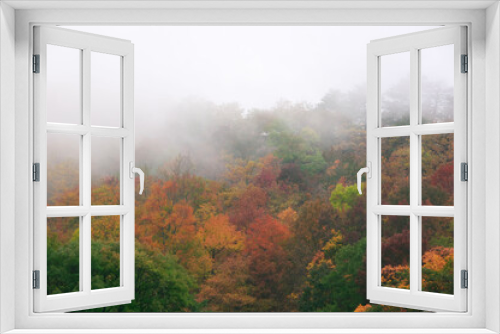 Fototapeta Naklejka Na Ścianę Okno 3D - Autumnal forest in fog