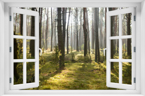 Fototapeta Naklejka Na Ścianę Okno 3D - morning in the woods