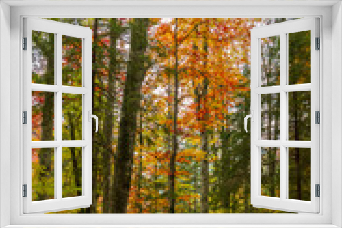Fototapeta Naklejka Na Ścianę Okno 3D - The colors of autumn.  Beautiful orange and yellow leaves into a sunny day into a mountain forest.