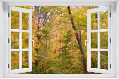 Fototapeta Naklejka Na Ścianę Okno 3D - Colourful trees in Autumn 