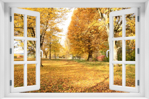 Fototapeta Naklejka Na Ścianę Okno 3D - Blick durch die Lindenallee auf der Friedenshöhe in Flacht im Herbst