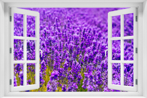 Fototapeta Naklejka Na Ścianę Okno 3D - Picking fresh lavender in Sequim, Washington USA