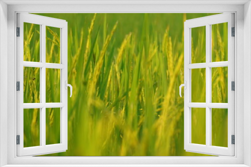 Fototapeta Naklejka Na Ścianę Okno 3D - green field with Ears of rice