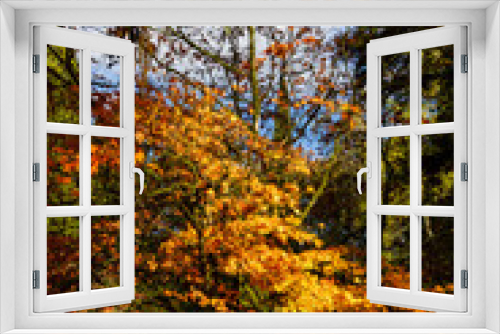 Fototapeta Naklejka Na Ścianę Okno 3D - Beautiful autumn colours