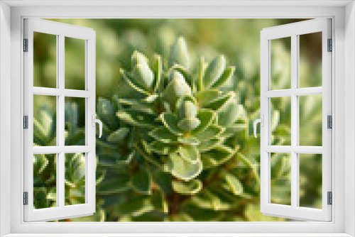 Fototapeta Naklejka Na Ścianę Okno 3D - Shrubby Veronica