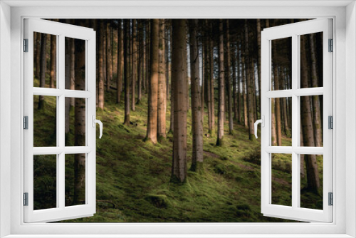 Fototapeta Naklejka Na Ścianę Okno 3D - The hafod trees.