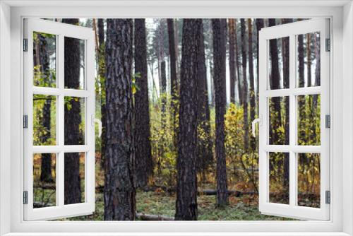 Fototapeta Naklejka Na Ścianę Okno 3D - Autumn forest landscape with pines and birches 