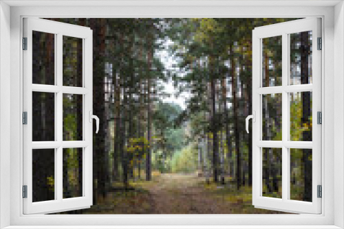 Fototapeta Naklejka Na Ścianę Okno 3D - Path in autumn forest. Forest road