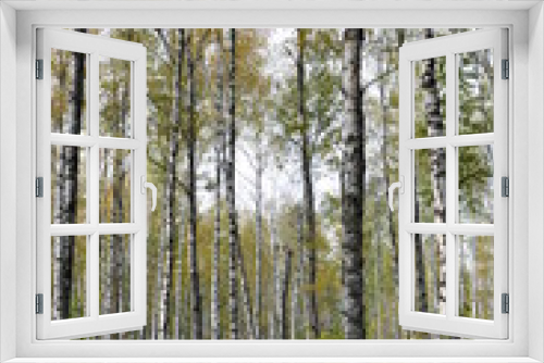 Fototapeta Naklejka Na Ścianę Okno 3D - birch forest in the autumn