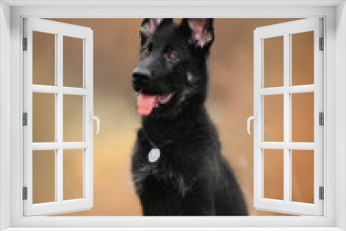 Fototapeta Naklejka Na Ścianę Okno 3D - Portrait of young black Eastern European shepherd in autumn forest