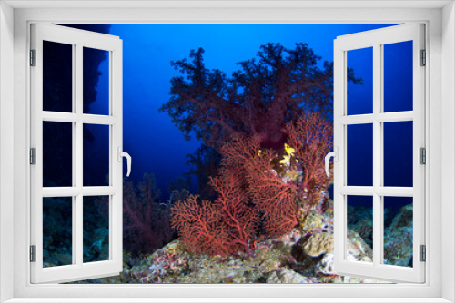 Fototapeta Naklejka Na Ścianę Okno 3D - Healthy colorful corals and fish on the reef