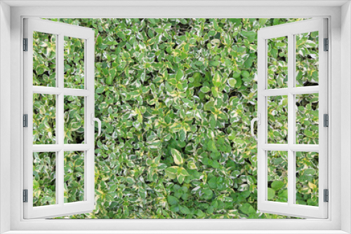 Fototapeta Naklejka Na Ścianę Okno 3D - green leaves wall fence texture background. Garden decorative.