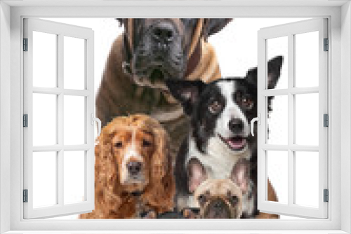 Fototapeta Naklejka Na Ścianę Okno 3D - five dogs