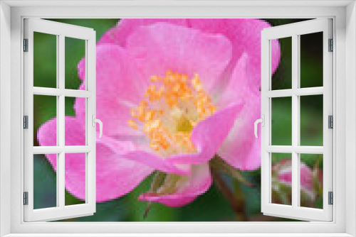Fototapeta Naklejka Na Ścianę Okno 3D - rose flower in the garden