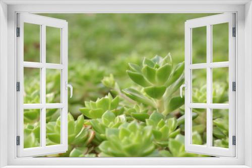 Fototapeta Naklejka Na Ścianę Okno 3D - succulent plant