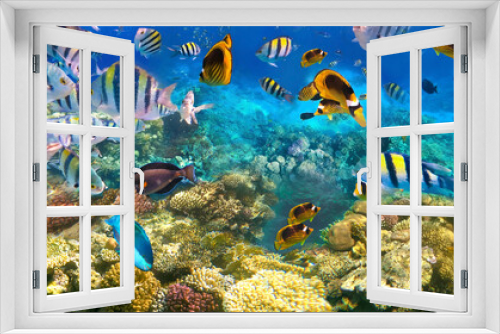 Fototapeta Naklejka Na Ścianę Okno 3D - Underwater Colorful Tropical Fishes.
