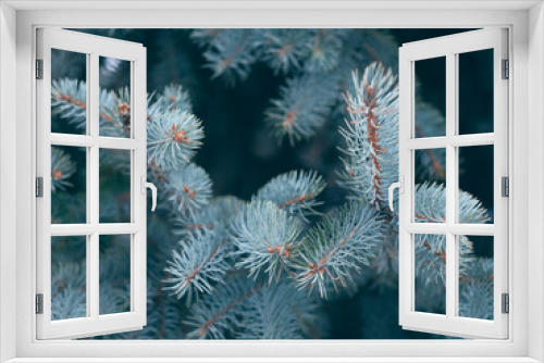 Fototapeta Naklejka Na Ścianę Okno 3D - Beautiful evergreen blue spruce branches close up as a christmas background with a shallow focus.