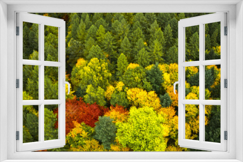 Fototapeta Naklejka Na Ścianę Okno 3D - Brightly colored trees in an autumnal forest, aerial view