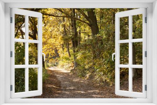Fototapeta Naklejka Na Ścianę Okno 3D - Leśna droga w jesiennym ciepłym słońcu