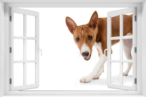 Fototapeta Naklejka Na Ścianę Okno 3D - Basenji young dog is posing. Cute playful brown white doggy or pet playing on white studio background. Concept of motion, action, movement, pets love. Looks delighted, funny. Copyspace for ad.