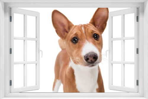 Fototapeta Naklejka Na Ścianę Okno 3D - Basenji young dog is posing. Cute playful brown white doggy or pet playing on white studio background. Concept of motion, action, movement, pets love. Looks delighted, funny. Copyspace for ad.