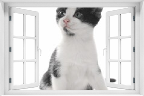 Fototapeta Naklejka Na Ścianę Okno 3D - Cute young black and white kitty isolated on white background