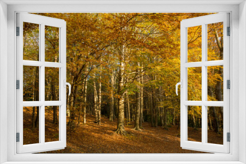 Fototapeta Naklejka Na Ścianę Okno 3D - Autumn colorfully trees in a forest background