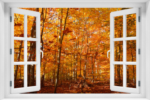 Fototapeta Naklejka Na Ścianę Okno 3D - Buki i jesień