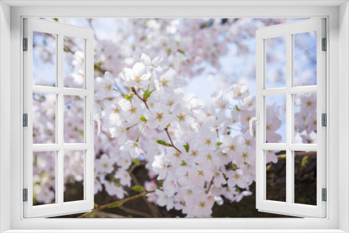 Fototapeta Naklejka Na Ścianę Okno 3D - 満開の桜