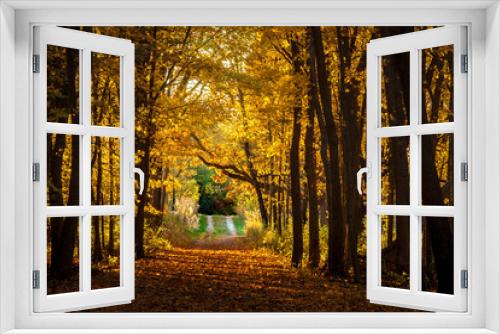 Fototapeta Naklejka Na Ścianę Okno 3D - Autumn trail in the woods