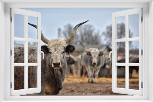 Fototapeta Naklejka Na Ścianę Okno 3D - Hungarian gray cattle, cow on a small Hungarian farm