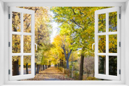 Fototapeta Naklejka Na Ścianę Okno 3D - autumn tree alley 