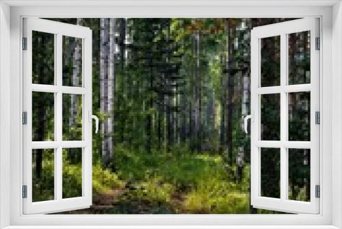 Fototapeta Naklejka Na Ścianę Okno 3D - summer green forest of dry trees
