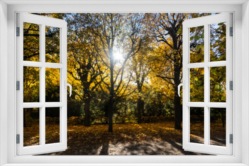 Fototapeta Naklejka Na Ścianę Okno 3D - autumn trees on sunset 