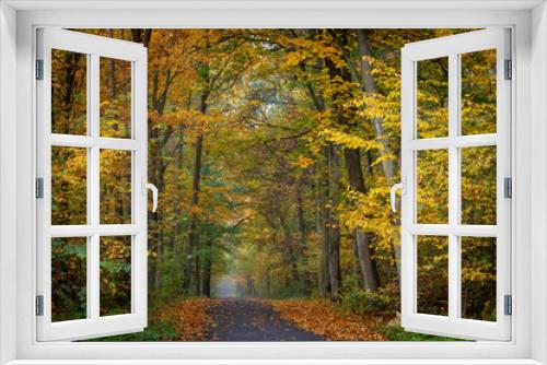 Fototapeta Naklejka Na Ścianę Okno 3D - road in a beautiful colorful autumn forest