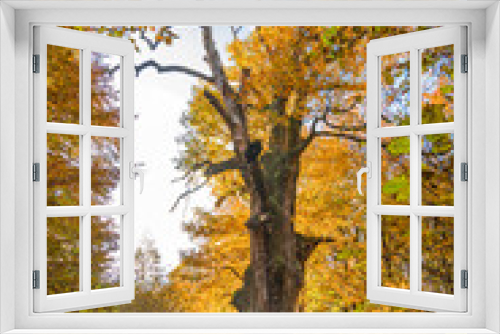 Fototapeta Naklejka Na Ścianę Okno 3D - Herbstfarben im Wald 2