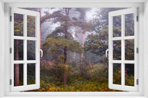 Fototapeta Naklejka Na Ścianę Okno 3D - Misty woodland panorama in the Eden Valley, Cumbria, UK.