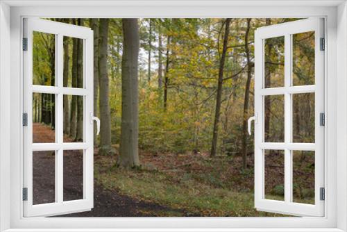 Fototapeta Naklejka Na Ścianę Okno 3D - Fall.. Autums. Fall colors. Forest Echten Drenthe Netherlands. Beech lane. Panorama.