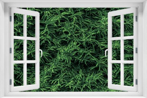 Fototapeta Naklejka Na Ścianę Okno 3D - tropical leaf texture background. Panoramic image