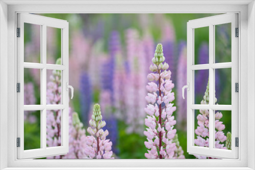 Fototapeta Naklejka Na Ścianę Okno 3D - Pink and purple blooming lupin flowers (soft focus)