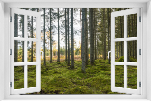 Fototapeta Naklejka Na Ścianę Okno 3D - Moss covered forest ground in a spruce forest