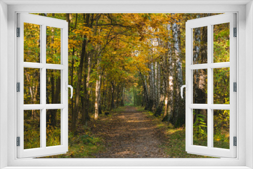Fototapeta Naklejka Na Ścianę Okno 3D - Brzozowa ścieżka w lesie 