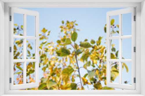 Fototapeta Naklejka Na Ścianę Okno 3D - autumn trees on a sunny day