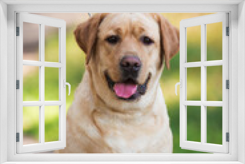 Fototapeta Naklejka Na Ścianę Okno 3D - Lambrodor, big dog, kind, big, cute, beautiful, favorite, show dog, champion